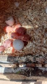 Parrocchetto dal collare da imbecco