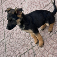 Cucciole pastore tedesco