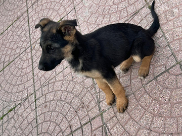 Cucciole pastore tedesco