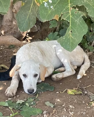 Cucciolo tipo Labrador pelo corto meticcio