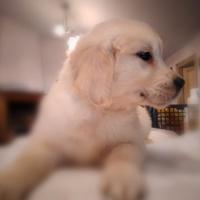 Cuccioli di Golden Retriever con Pedigree