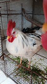 Galline Livorno exquelter