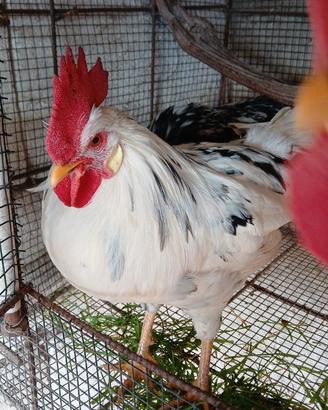 Galline Livorno exquelter