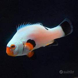 Amphiprion Percula Platinum marino