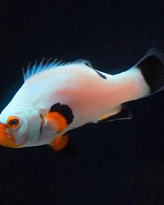 Amphiprion Percula Platinum marino