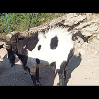 2 maschi di capra tibetana