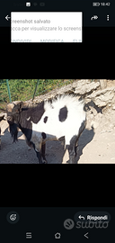 2 maschi di capra tibetana