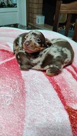 Bassotti nani kaninken