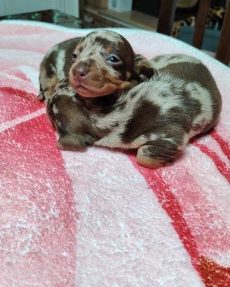 Bassotti nani kaninken