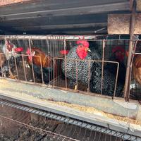 Galline di tutte le razze