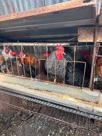 Galline di tutte le razze