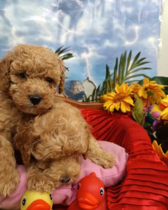Colore Intenso Cuccioli Maltipoo Taglia Piccola