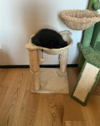 Albero tirograffi per gatti con amaca e palle