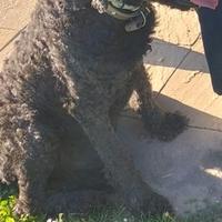Cane meticcio