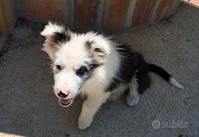 Border collie blue merle