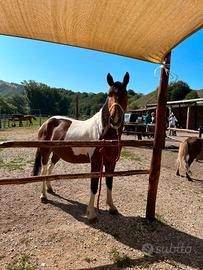  cavallo paint 2018 