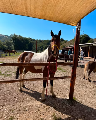  cavallo paint 2018 