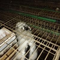 Coniglio da appartamento