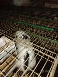 Coniglio da appartamento