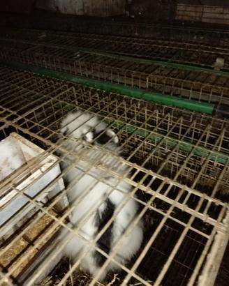 Coniglio da appartamento