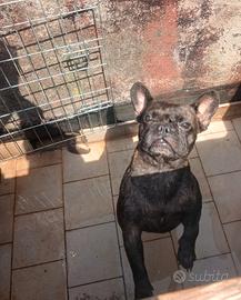 bull dog francese 