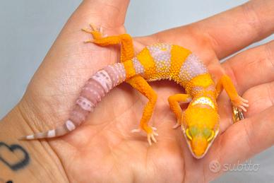 Baby Geco Leopardino