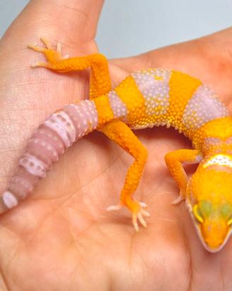 Baby Geco Leopardino