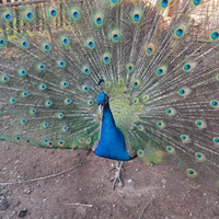 Giovani pavoni comuni