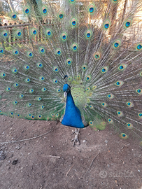 Giovani pavoni comuni