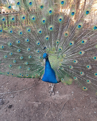 Giovani pavoni comuni