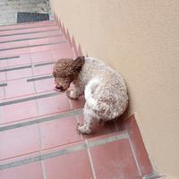 Lagotto Maschio urgentemente