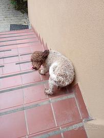 Lagotto Maschio urgentemente