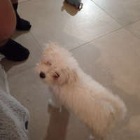 Maltese femmina