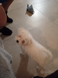 Maltese femmina