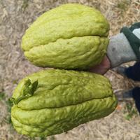 chayote da semina 5 varietà con istruzioni sechium
