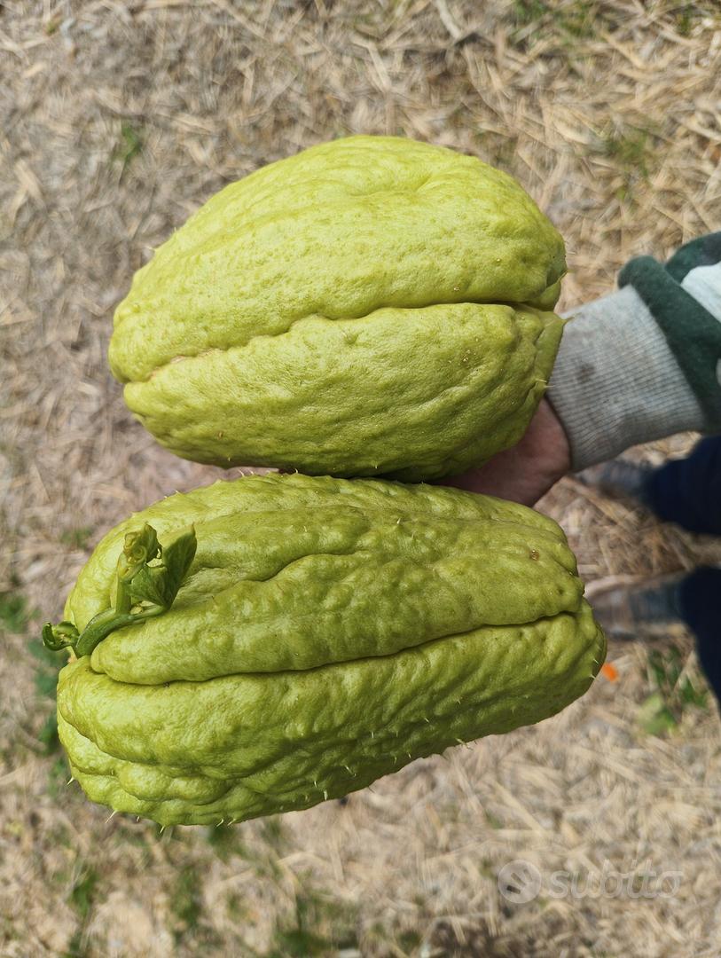 40 Semi Di Chayote Resistenti All'inverno – Biologici E Ornamentali Per Giardino Ed Esterni