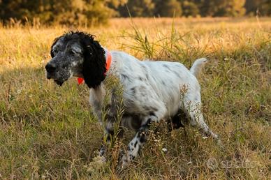 Setter Inglese pronta caccia