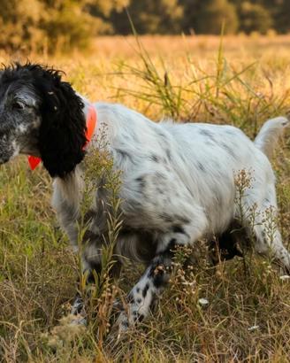 Setter Inglese pronta caccia