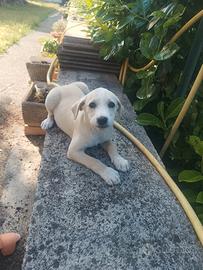 Cuccioli di cane