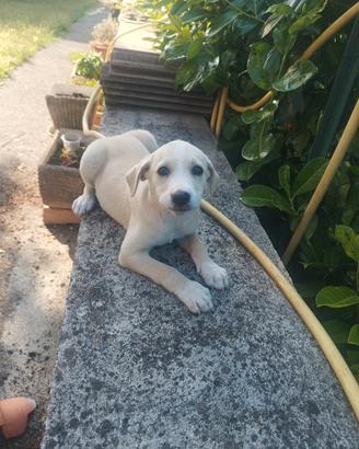 Cuccioli di cane
