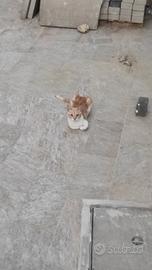 Gattini da adottare