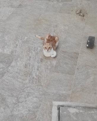 Gattini da adottare