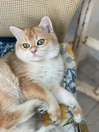 British Shorthair - Animali In vendita a Firenze
