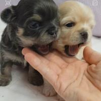 Cuccioli di chihuahua con pedigree enci