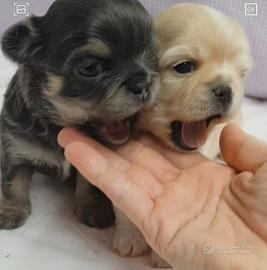 Cuccioli di chihuahua con pedigree enci
