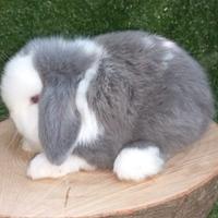 Conigli nani razza minilop maschi e femmine