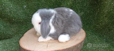 Conigli nani razza minilop maschi e femmine