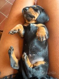 Cuccioli Bassotti