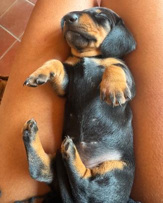 Cuccioli Bassotti