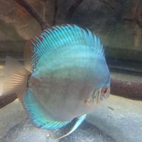 4 discus 2 blu cobalto e 2 red melon di 14 m